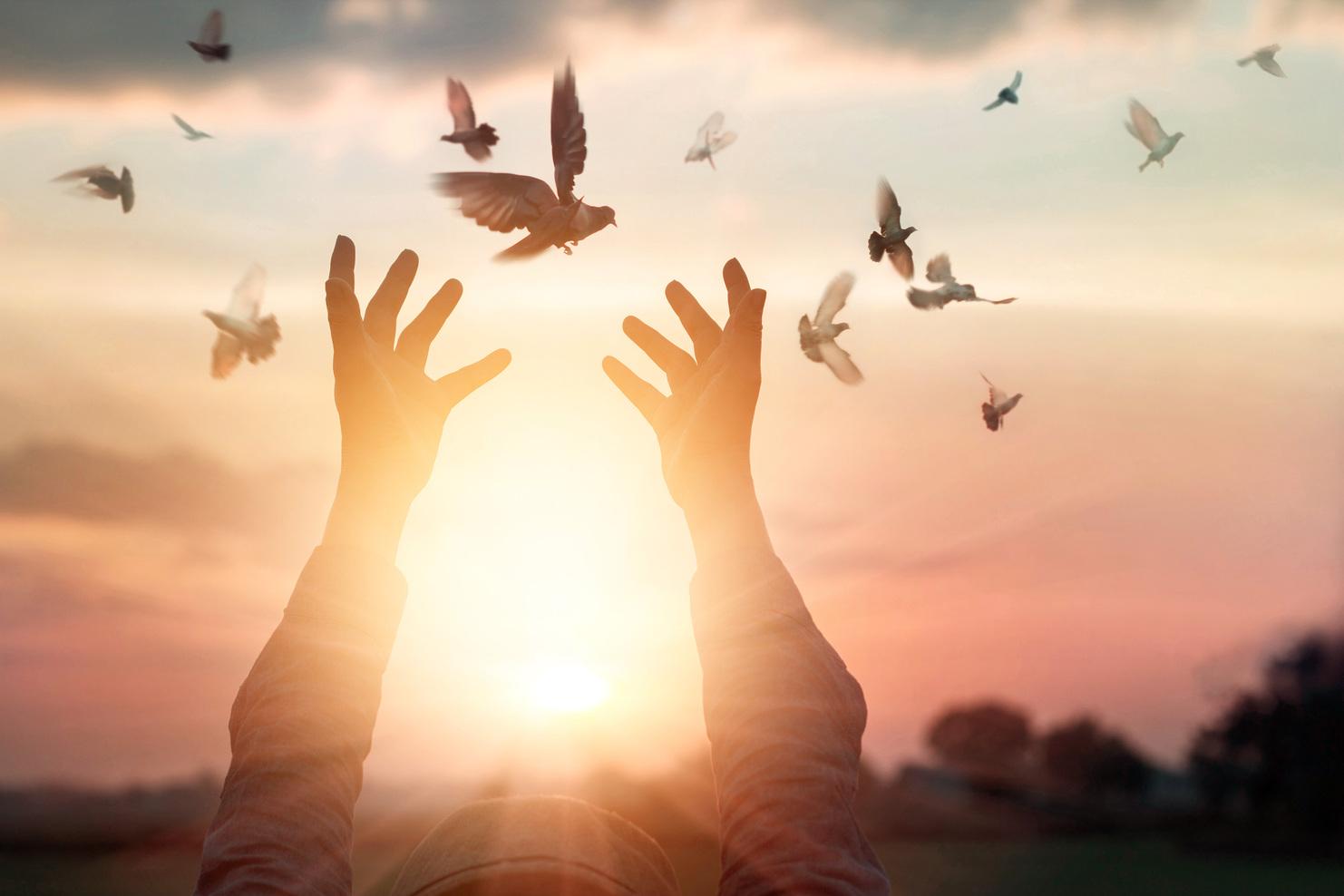 Hände lassen Tauben im Sonnenuntergang frei Silhouette von Händen, die Tauben in den Sonnenuntergang freilassen. Die Szene strahlt Freiheit und Frieden aus, während die Vögel in den farbenfrohen Himmel fliegen.